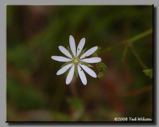 Lesser Stitchwort (Stellaria graminea)
