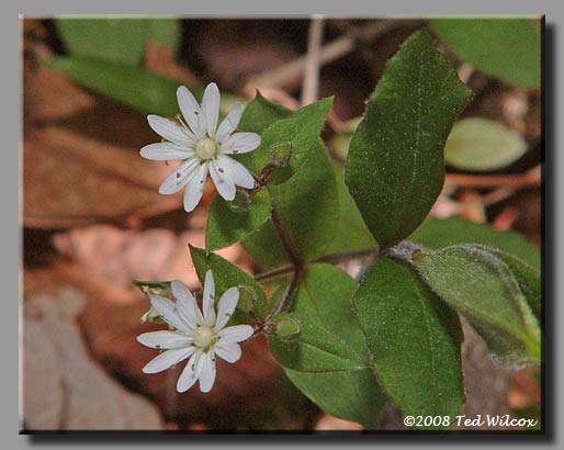 Star Chickweed / Giant Chickweed (Stellaria pubera)