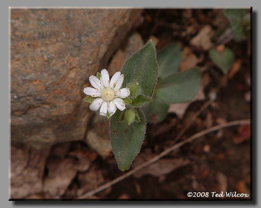 Star Chickweed / Giant Chickweed (Stellaria pubera)