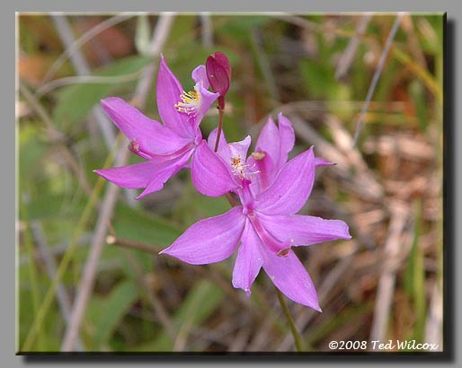 Grass Pink (Calopogon tuberosus)