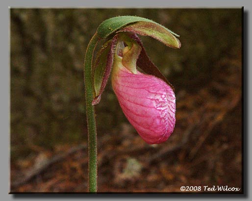 Pink Lady's Slipper (Cypripedium acaule)