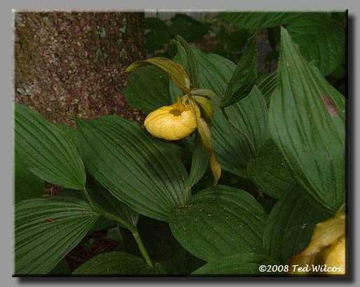 Large Yellow Lady's Slipper (Cypripedium pubescens)