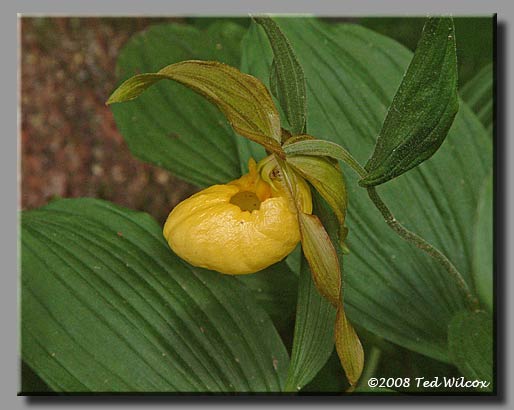 Large Yellow Lady's Slipper (Cypripedium pubescens)