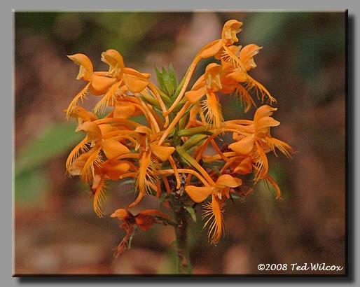 Yellow Fringed Orchid (Platanthera ciliaris)