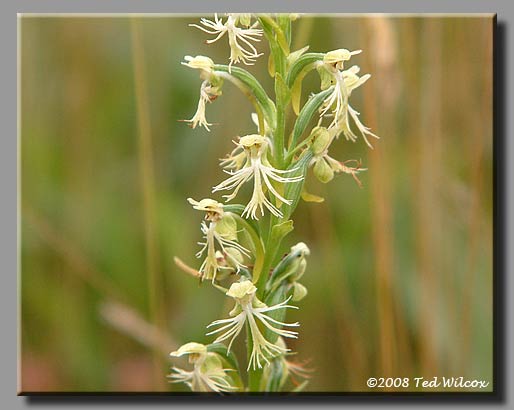 Ragged Fringed Orchid (Platanthera lacera)