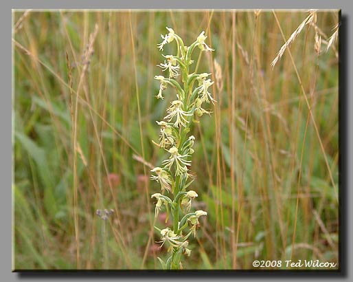 Ragged Fringed Orchid (Platanthera lacera)