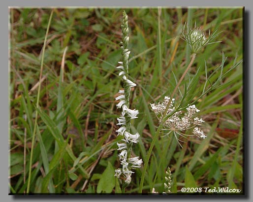 Green-Lipped Ladies' Tresses / Slender Ladies' Tresses (Spiranthes lacera)