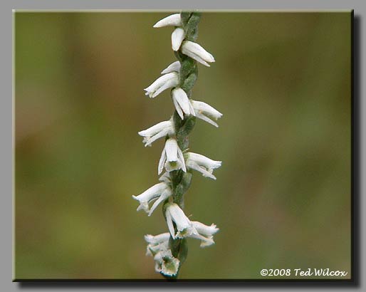 Spring Ladies' Tresses (Spiranthes vernalis)