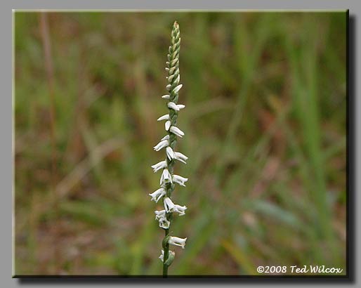 Spring Ladies' Tresses (Spiranthes vernalis)