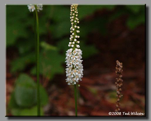 Galax / Beetleweed (Galax urceolata)