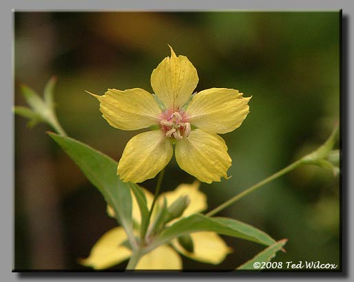Fringed Loosestrife (Lysimachia ciliata)
