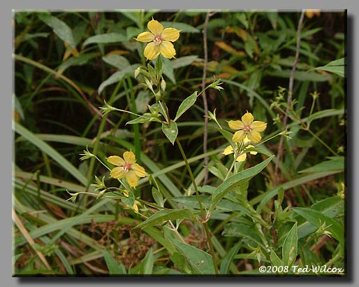Fringed Loosestrife (Lysimachia ciliata)