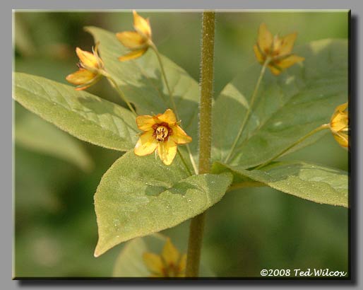 Whorled Loosestrife (Lysimachia quadrifolia)