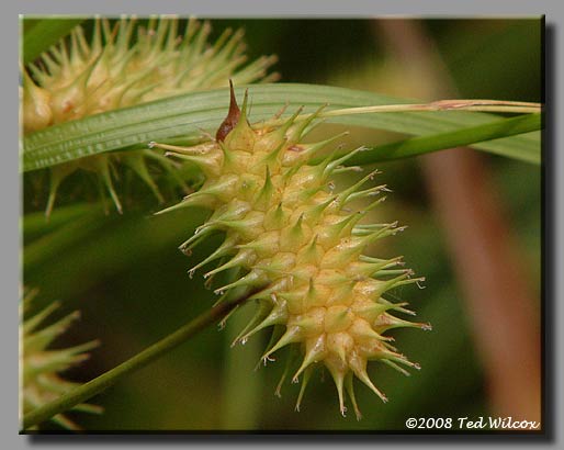 Frank's Sedge (Carex frankii)