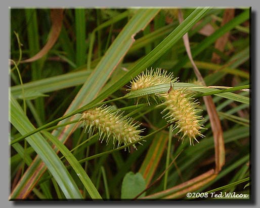 Frank's Sedge (Carex frankii)