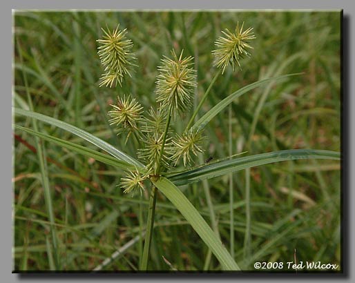 False Nutsedge (Cyperus strigosus)