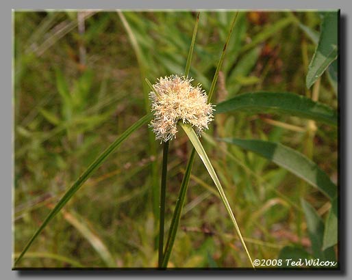 Cotton-Grass (Eriophorum virginicum)