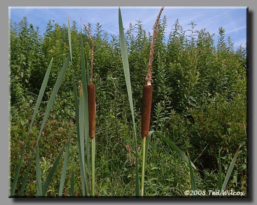 Common Cattail / Broadleaf Cattail (Typha latifolia)
