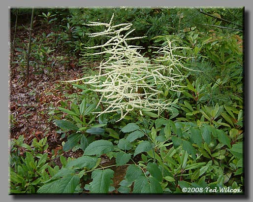 Goatsbeard (Aruncus dioicus)
