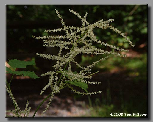 Goatsbeard (Aruncus dioicus)