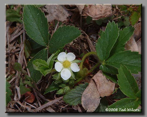 Wild Strawberry (Fragaria virginiana)