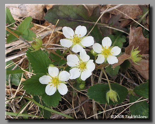 Wild Strawberry (Fragaria virginiana)