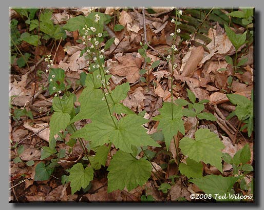 Bishop's Cap / Miterwort (Mitella diphylla)