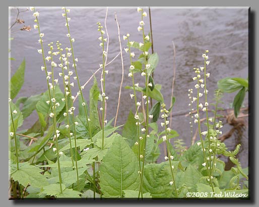 Bishop's Cap / Miterwort (Mitella diphylla)