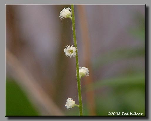 Bishop's Cap / Miterwort (Mitella diphylla)
