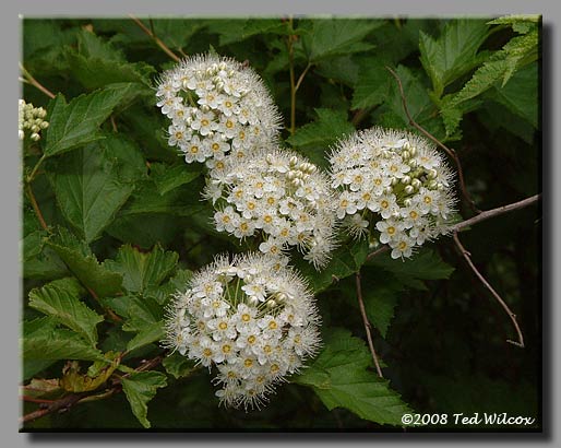 Ninebark (Physocarpus opulifolius)