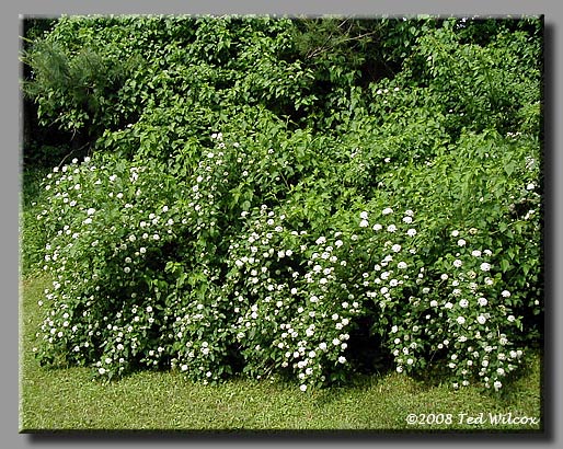 Ninebark (Physocarpus opulifolius)