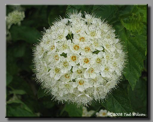 Ninebark (Physocarpus opulifolius)