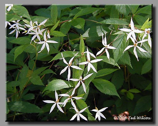 Bowman's Root (Porteranthus trifoliatus)