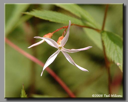Bowman's Root (Porteranthus trifoliatus)