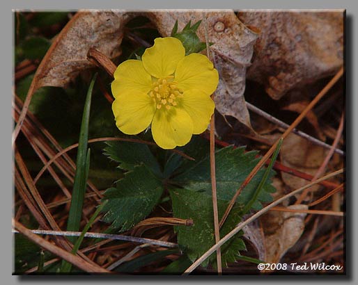 Dwarf Cinquefoil (Potentilla canadensis)