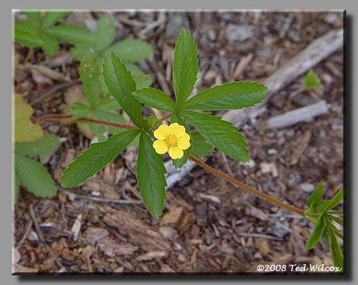 Common Cinquefoil (Potentilla simplex)