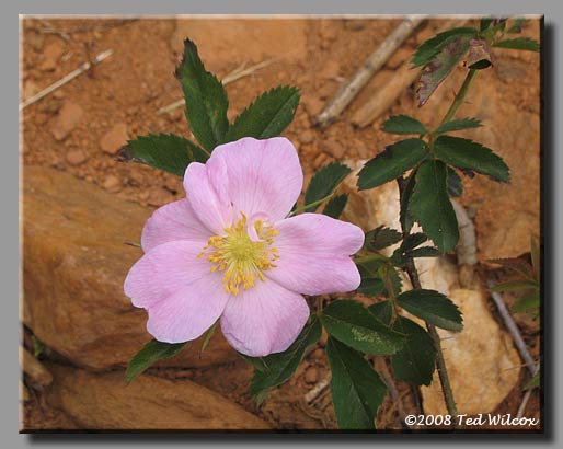 Carolina Rose / Pasture Rose (Rosa carolina)