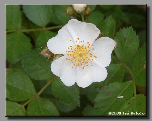 Multiflora Rose (Rosa multiflora)