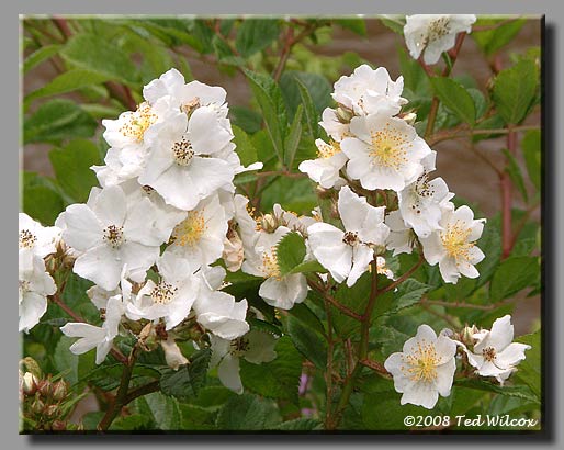 Multiflora Rose (Rosa multiflora)