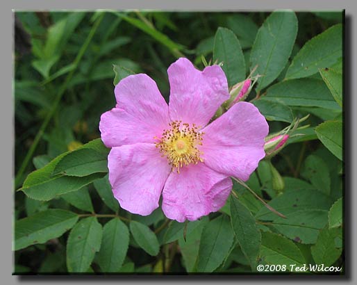Swamp Rose (Rosa palustris)
