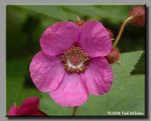 Purple-Flowering Raspberry (Rubus odoratus)