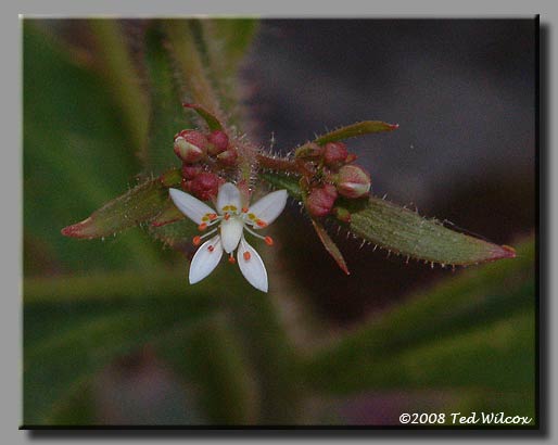 Mountain Saxifrage (Saxifraga michauxii)