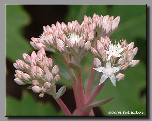 Wild Live-Forever (Sedum telephioides)