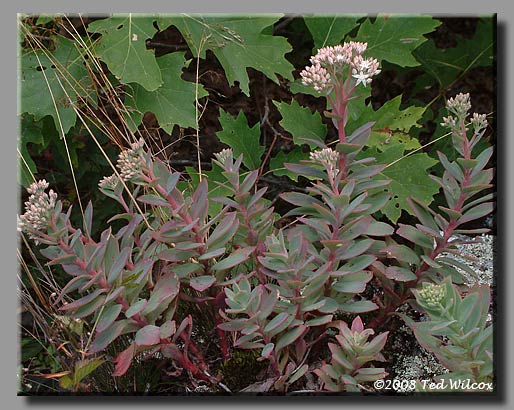 Wild Live-Forever (Sedum telephioides)