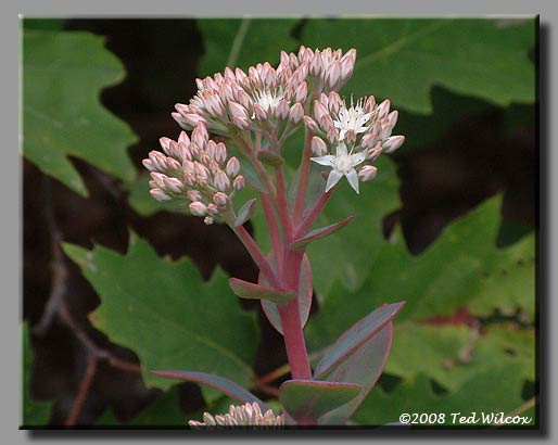 Wild Live-Forever (Sedum telephioides)