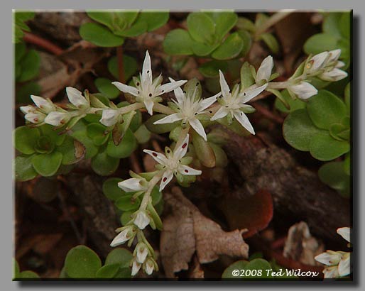 Wild Stonecrop / Mountain Stonecrop (Sedum ternatum)