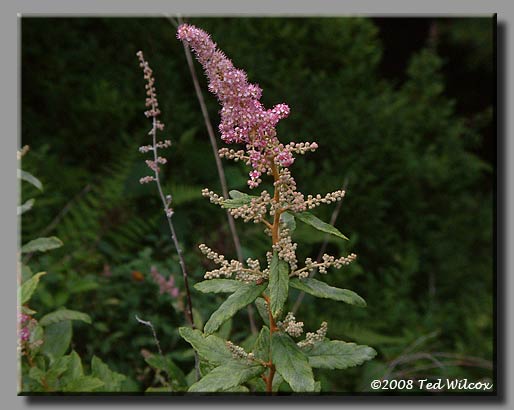 Steeplebush / Hardhack (Spiraea tomentosa)