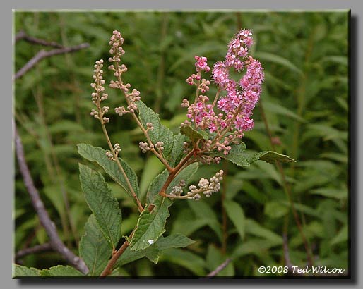 Steeplebush / Hardhack (Spiraea tomentosa)