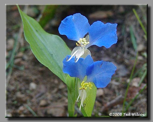 Asiatic Dayflower (Commelina communis)