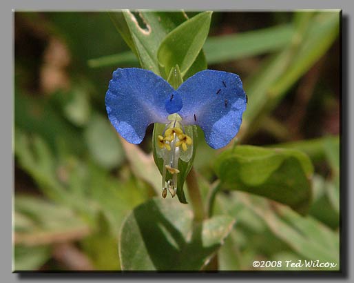 Asiatic Dayflower (Commelina communis)
